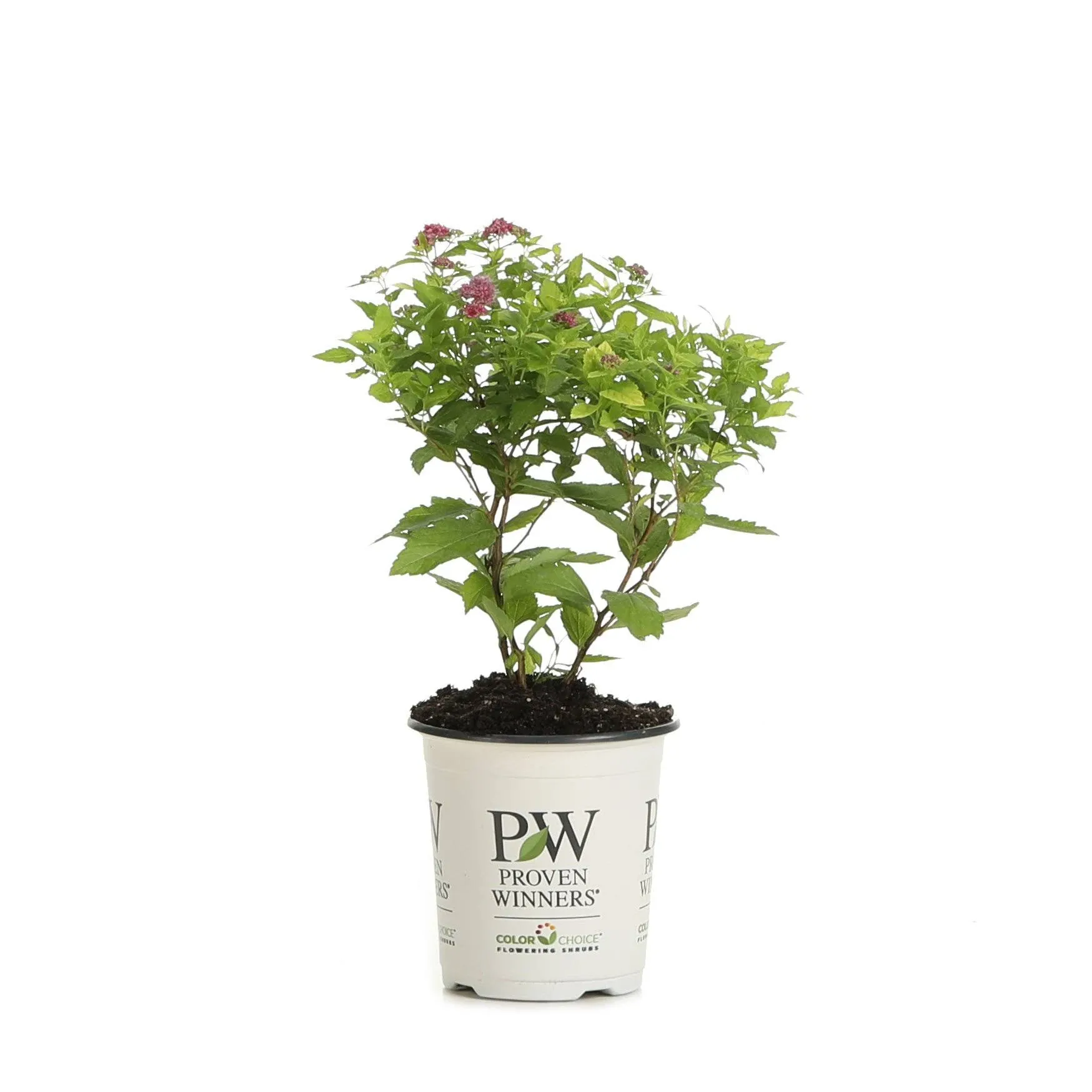 Proven Winners Double Play Gold Spirea Spiraea Live Shrub - SPIPRC1037800