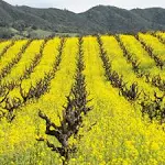 Farmer's Favorite Cover Crop Mix