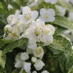 Illuminati Sparks Mock Orange (Philadelphus)