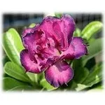 9GreenBox Desert Rose Double Purple Live Plant Ornament Decor