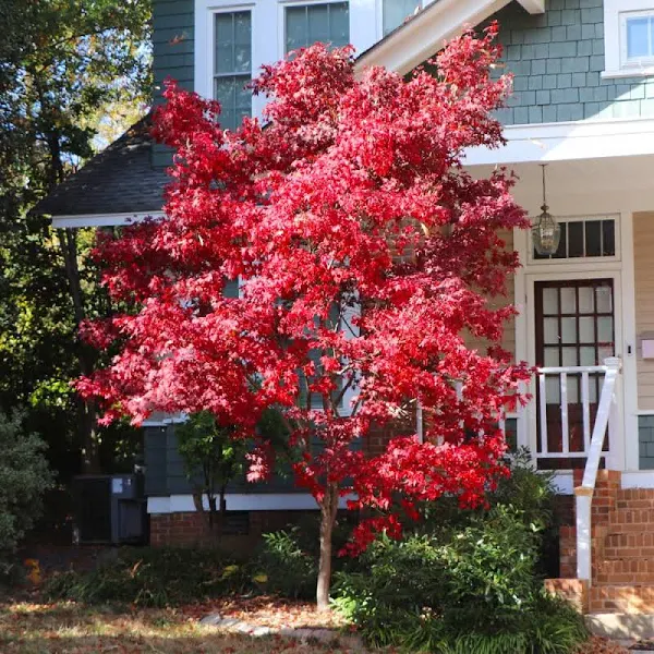 Brighter Blooms Bloodgood Japanese Maple Tree, Size: 1-2 ft.