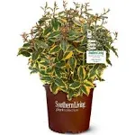 Southern Living 2 gal. Olive Martini Elaeagnus Shrub