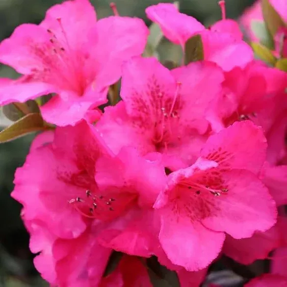 Perfecto Mundo Double Dark Pink Reblooming Azalea