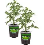 Bonnie Plants Big Beef Tomato 19.3 oz. 4-pack