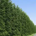 Thuja Green Giant Tree - Fast Growing Evergreen Privacy Trees - Cannot Ship to Az, Size: 6-7 ft.