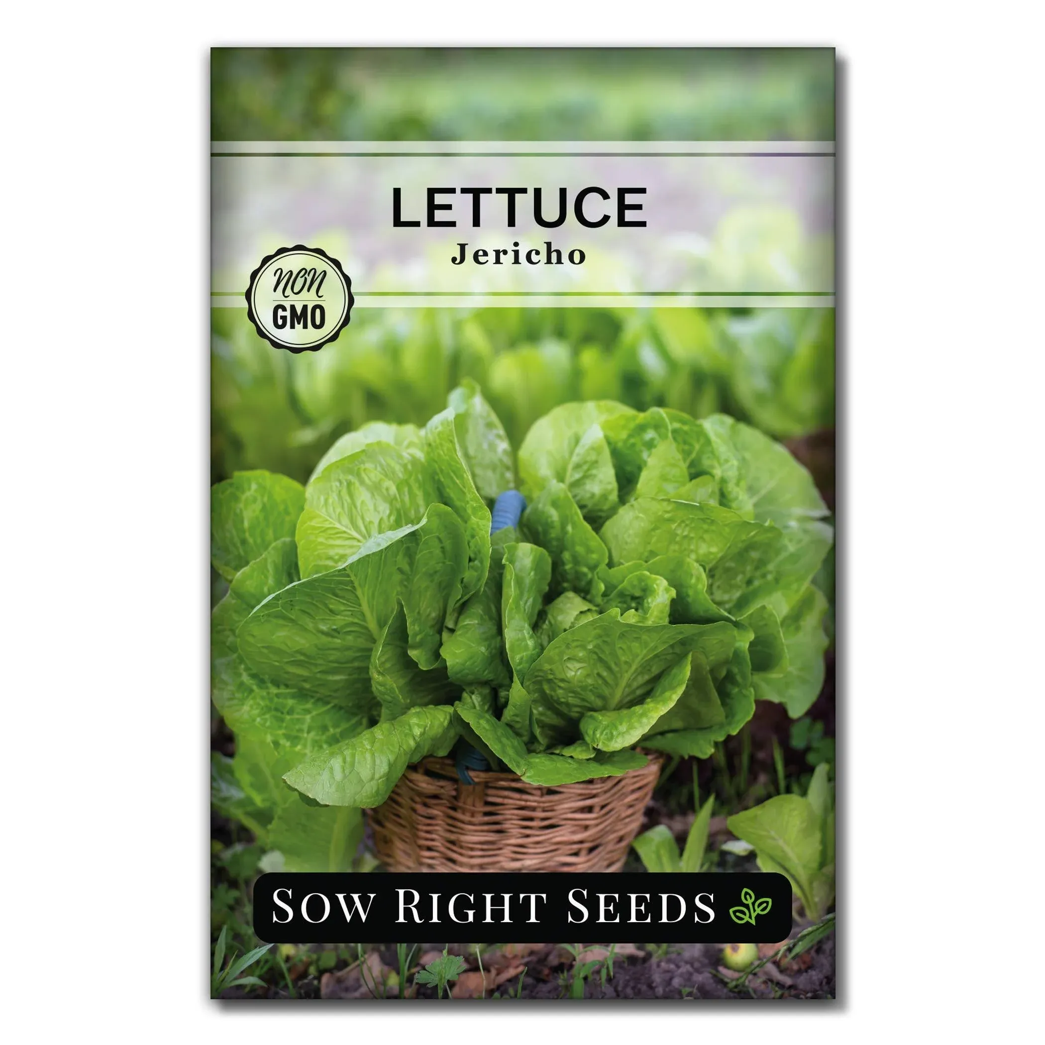 Jericho Lettuce