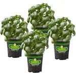 Bonnie 19.3 -oz Basil Plant Pot (N/A) 4P5010