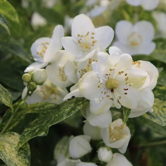 4.5 in. Quart, Illuminati Sparks™ (Philadelphus), Live Plants, Shrub, White Flowers