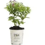 Proven Winners Double Play Gold Spirea Live Shrub, Pink Flowers with Green and Yellow Foliage SPIPRC1037800