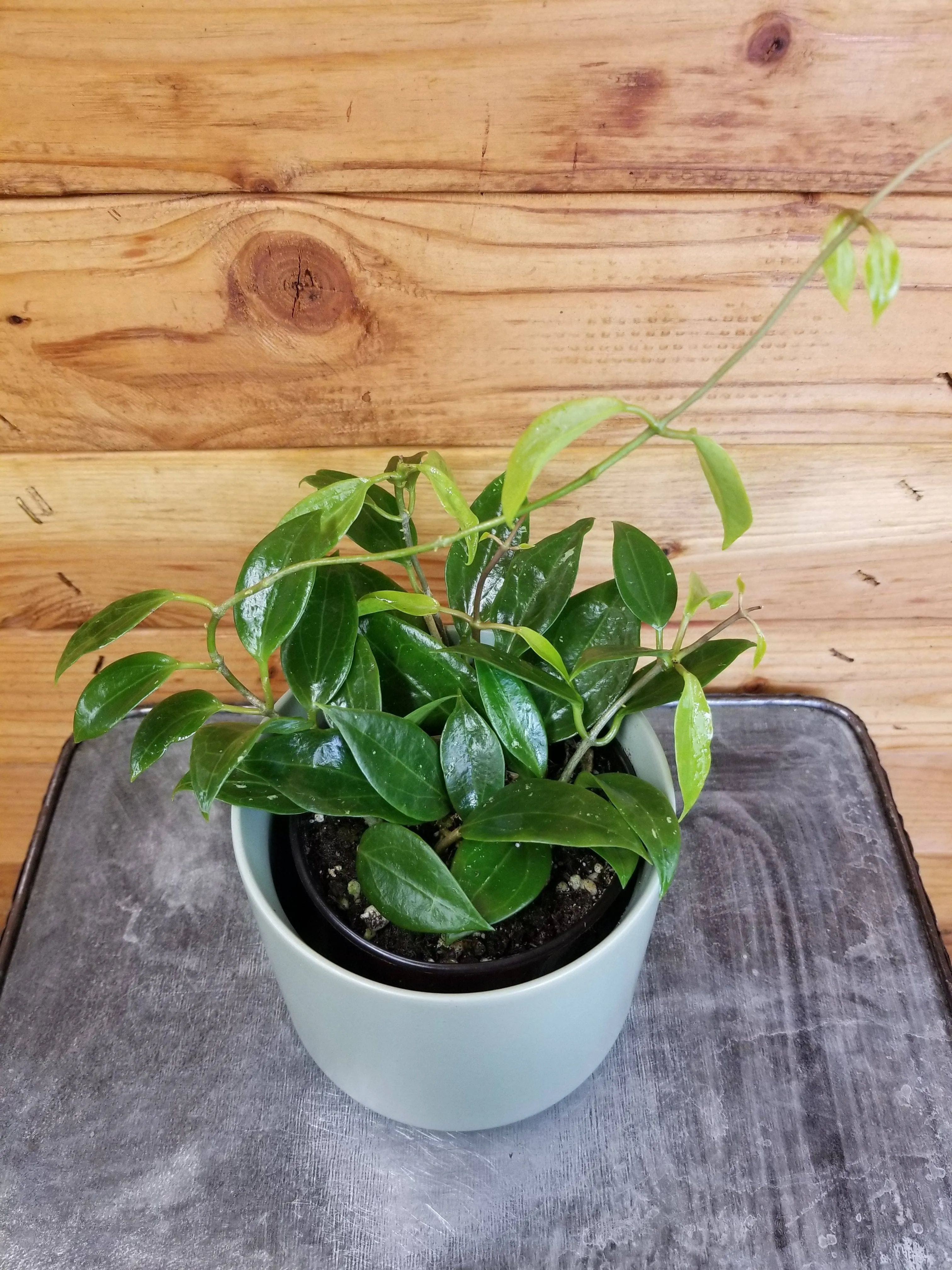 Hoya Limoniaca, 2" Plant