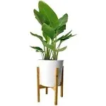 10 in. Bird of Paradise Indoor Plant in Gray Planter, Avg. Shipping Height 2-3 ft. Tall