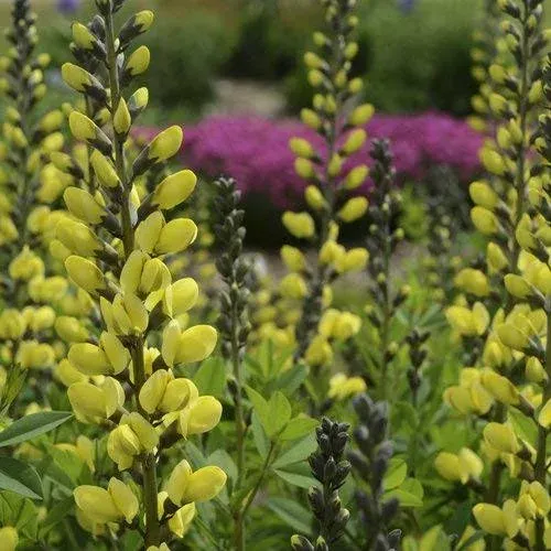 Proven Winners - Baptisia DECADENCE 'Lemon Meringue' (False Indigo) Perennial, yellow flowers, #1 - Size Container