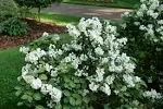 Proven Winners Illuminati Sparks Mock Orange Shrub