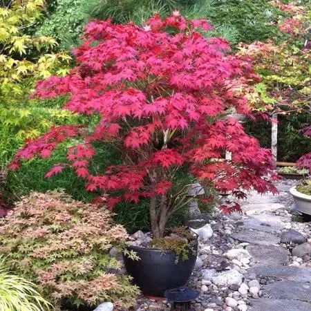 Brighter Blooms - Bloodgood Japanese Maple Tree, 4-5 ft. - No Shipping to AZ