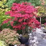 Brighter Blooms Bloodgood Japanese Maple Tree