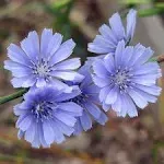 Everwilde Farms Chicory Garden Flower Seeds