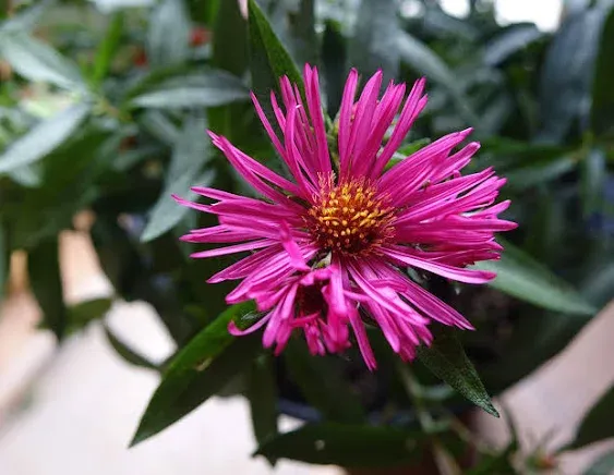 American Beauties Native Plants - Aster 'Alma Potchke' (New England Aster) Perennial, hot pink, #2 - Size Container