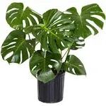 United Nursery Monstera Deliciosa Split Leaf Philodendron Swiss Cheese Plant in ...