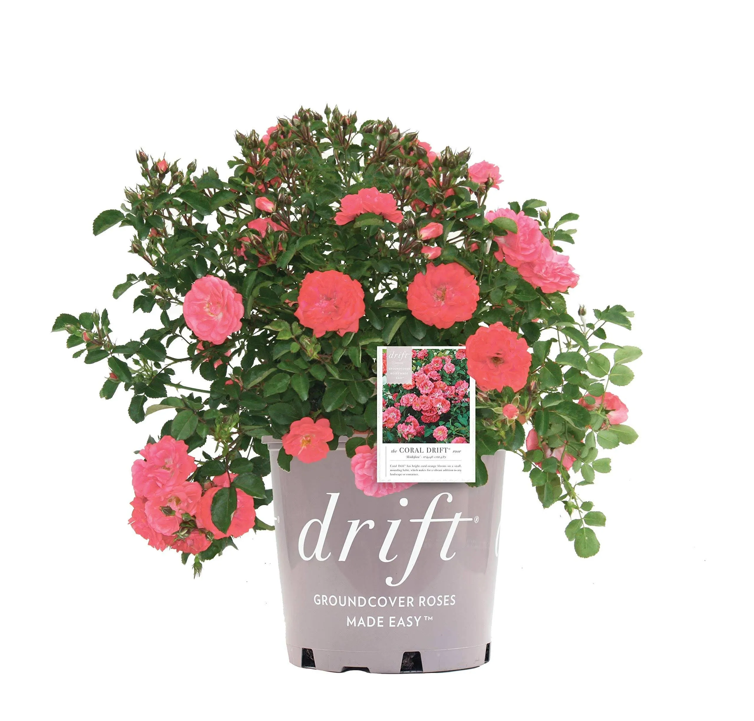 Rosa Coral Drift Rose