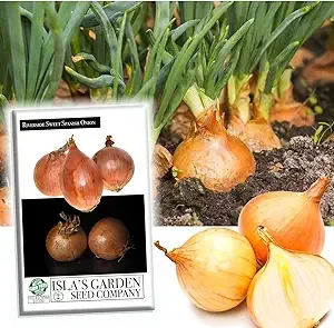 Riverside Sweet Spanish Onion Seeds, 300 Heirloom Seeds Per Packet, Non GMO Seeds