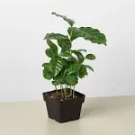 House Plant Shop | Arabica 'Coffee' - 3" Pot | Live Indoor Plant | Free Care Guide