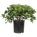 Snow White Indian Hawthorn Live Evergreen Shrub