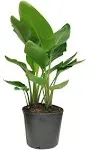 Costa Farms Live Indoor 36in. Tall White Bird of Paradise Plant in 10in. Grower Pot, Size: Large, Green