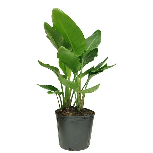 Costa Farms Live Indoor 36in. Tall White Bird of Paradise Plant in 10in. Grower Pot, Size: Large, Green