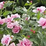 2G Peppermint Smoothie Hibiscus shrub (pink/red) in Grower Container with full sun - 1 Piece