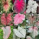 Caladium Bulbs - Mixed Varieties of Colors - Easy to Grow Houseplant & Outdoor Perennial Plant - Blue Buddha Farm (8)