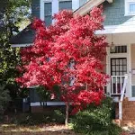 BrighterBlooms.com Bloodgood Japanese Maple Tree