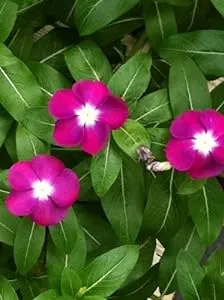 100 Pink Dwarf Rose Periwinkle/VINCA Rosea Flower Seeds *Comb S/H