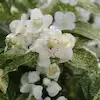 PROVEN WINNERS 1 Gal. Illuminati Sparks (Philadelphus), Live Plants, Shrub, White Flowers PHIPRC0016101