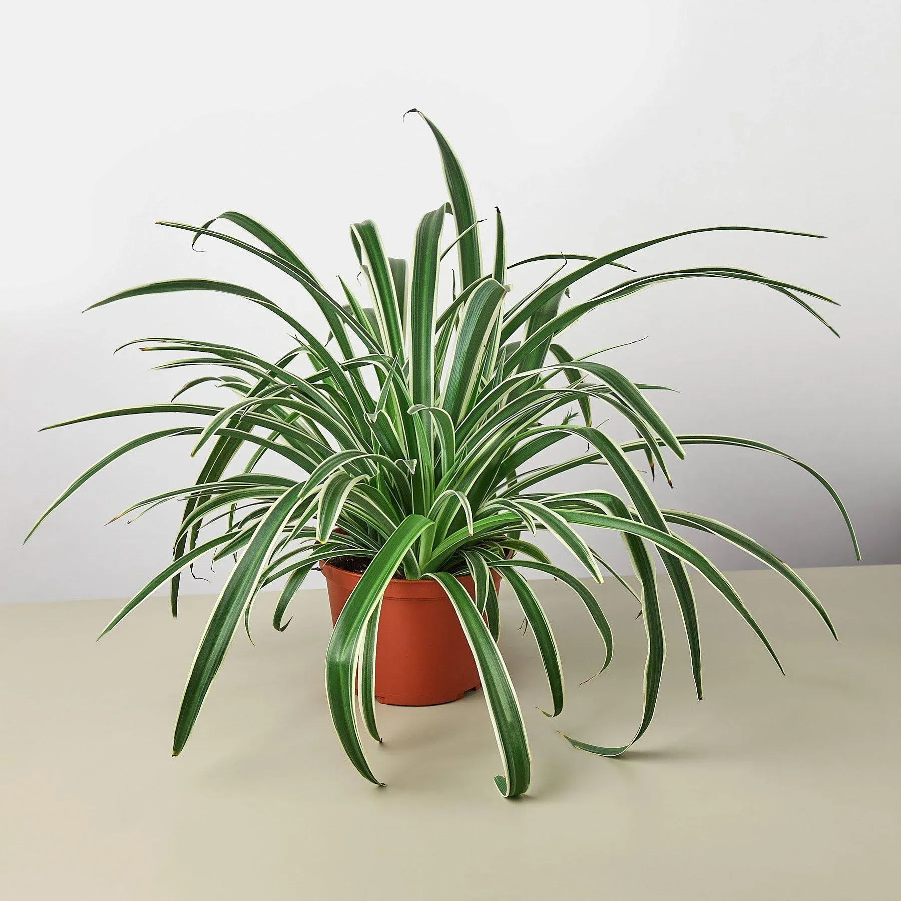 Spider Plant 'Reverse