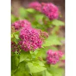 Double Play Gold Spirea