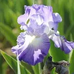 Easy to Grow Bearded Iris Califlora 'City Lights' Plant Bulbs Rhizomes