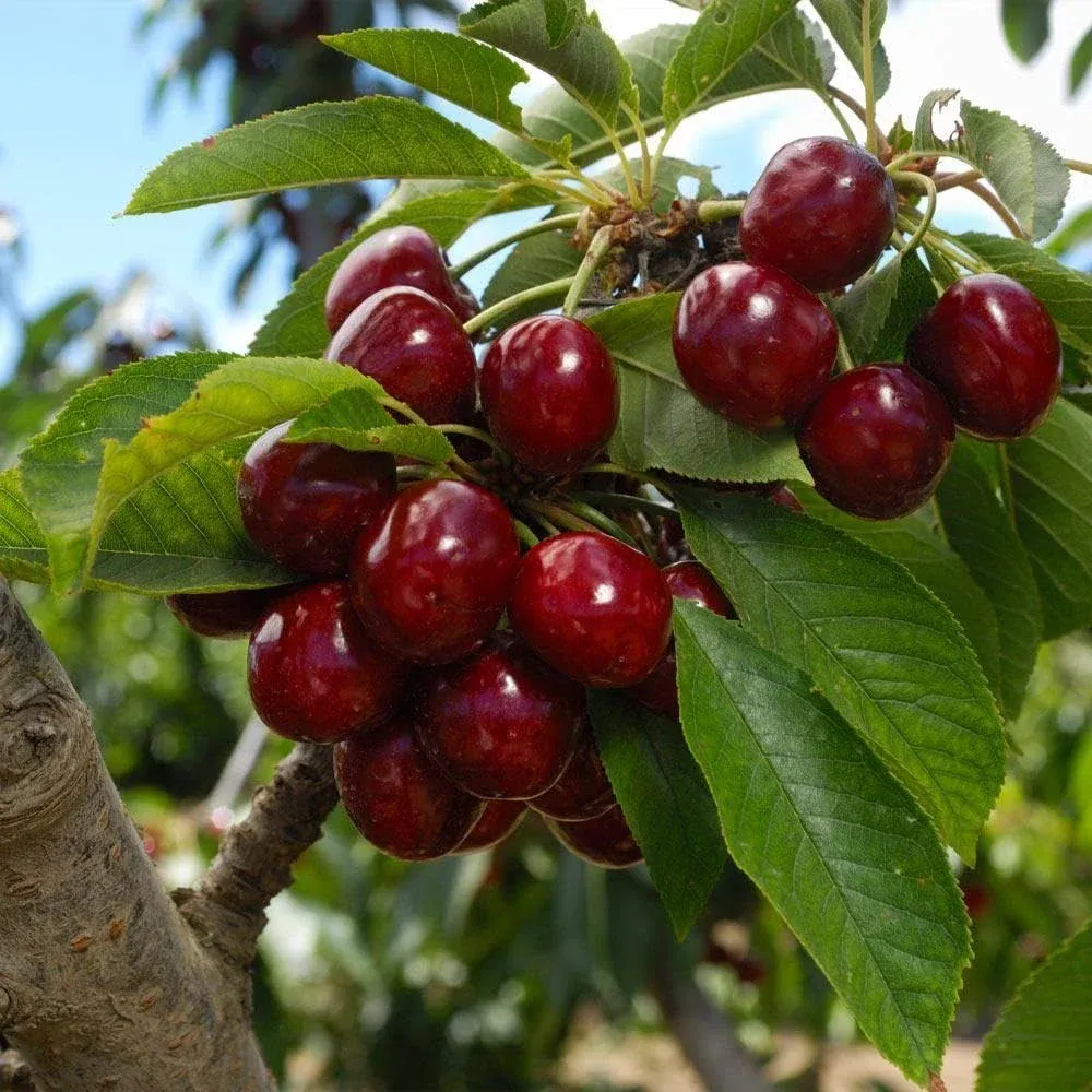 Lapins Cherry Tree