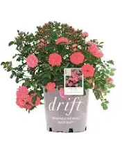 Coral Drift® Rose