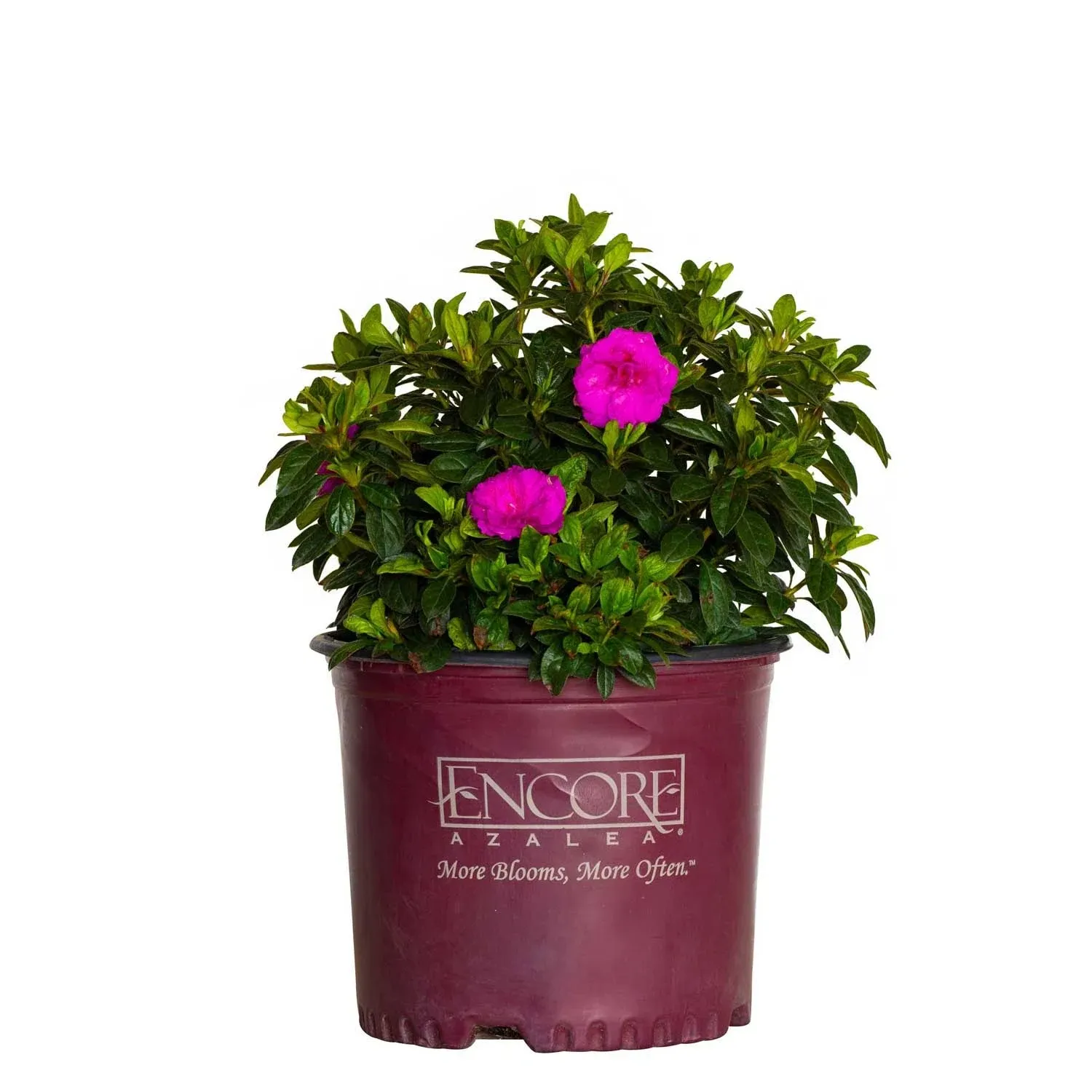 Encore Azalea Autumn Majesty (2 Gallon) Shrub with Purple Ruffled Blooms - Full Sun Live Outdoor Plant