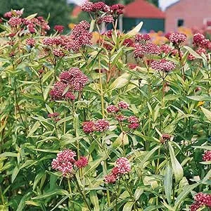 Outsidepride 1000 Seeds Perennial Asclepias Incarnata Carmine Rose Swamp Milkweed Flower Seeds for Planting