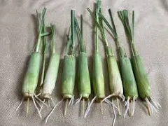 8 Lemongrass Plants 5-6 Inches Long Ready to Plant | Fast Growing Lemon Grass Live Plant