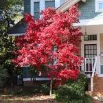 Brighter Blooms - Bloodgood Japanese Maple Tree, 2-3 ft. - No Shipping to AZ