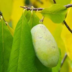 Brighter Blooms - American Paw Paw Tree, 3-4 ft. - No Shipping to AZ