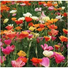 Mission Bells California Poppy Mix Seeds