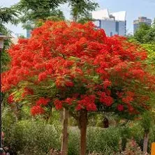 Royal Poinciana Tree One Of The World’s Most Striking Flowering Trees