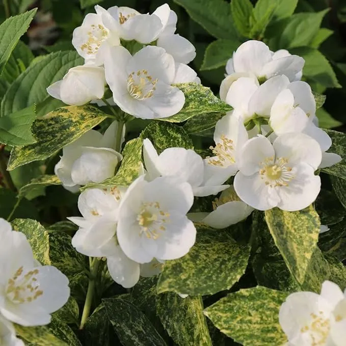 Proven Winners Illuminati Sparks Mock Orange Shrub