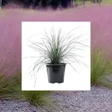 American Plant Exchange Pink Muhly Grass