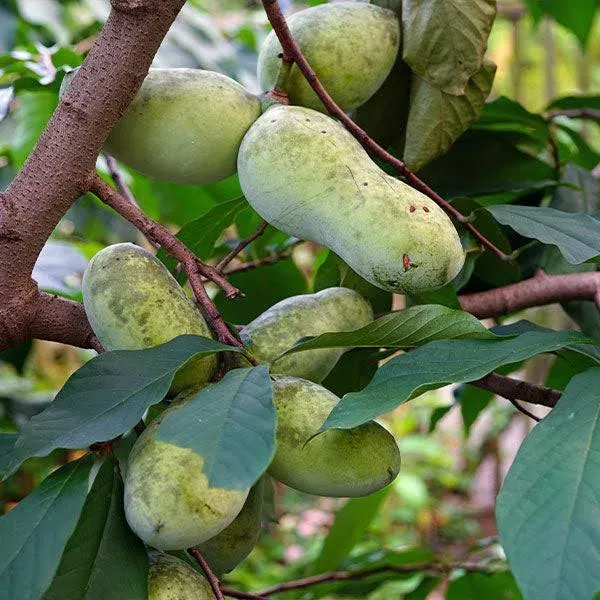 1-2 ft. - American Paw Paw Tree - The Most Unique Fruit Tree, Outdoor Plant