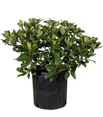 Snow White Indian Hawthorn Live Evergreen Shrub