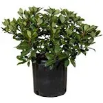 2.5 Gal - Snow White Indian Hawthorn, Live Evergreen Shrub, White Blooms